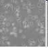 其它哺乳动物细胞,大鼠,小鼠,猪，猴细胞